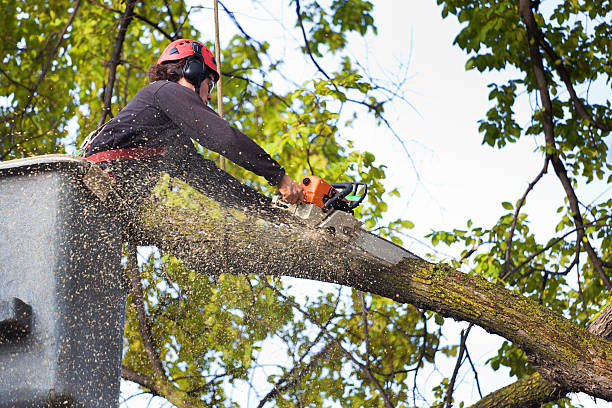 Best Residential Tree Removal  in Pleasant Hill, MO